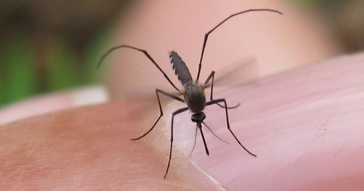 West Nile in Texas: Hays County mosquito traps test positive