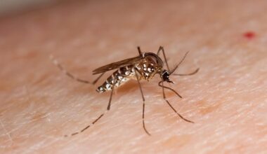 West Nile virus in Travis County: Mosquito pool tests positive