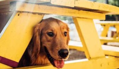 Dallas-based Mutts Canine Cantina closes all locations