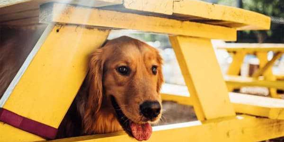 Dallas-based Mutts Canine Cantina closes all locations