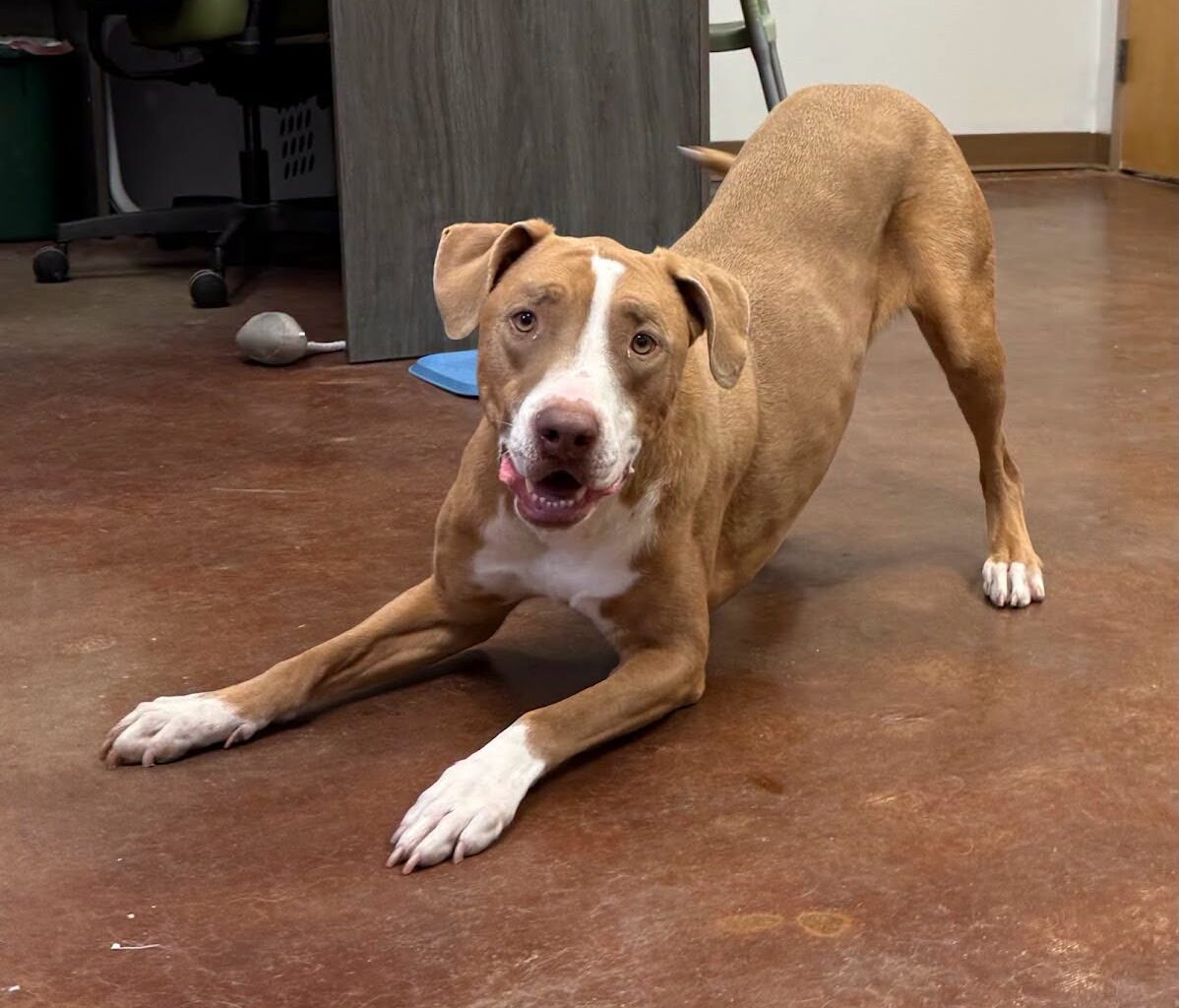 Meet Humane Society Of El Paso's most patient dog