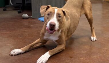 Meet Humane Society Of El Paso's most patient dog