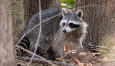 Rabid raccoon found in Bell County