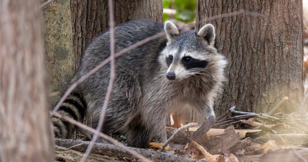 Rabid raccoon found in Bell County
