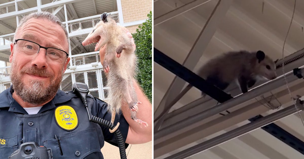 Opossums go shopping, removed from multiple Tarrant County stores