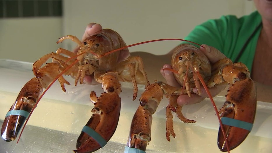 Photo: Two rare orange lobsters were found in the same shipment to Whitney's Seafood Market in Hudson, Florida.