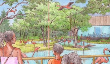 Dallas Zoo | first look African Shorelines expansion