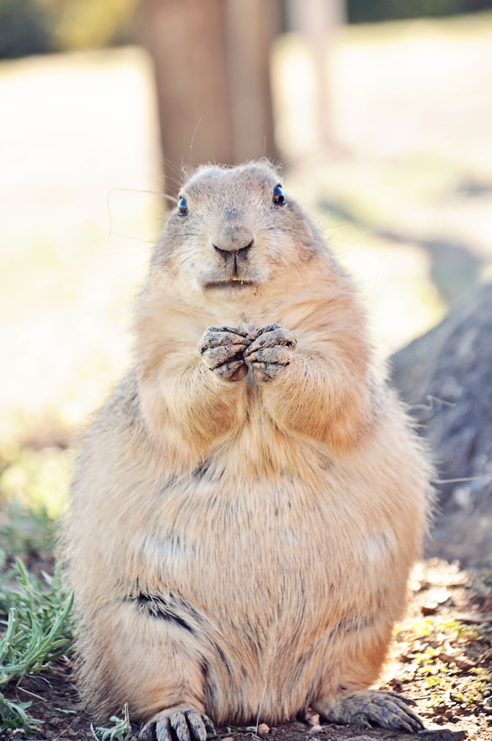 brown beaver standing on ground