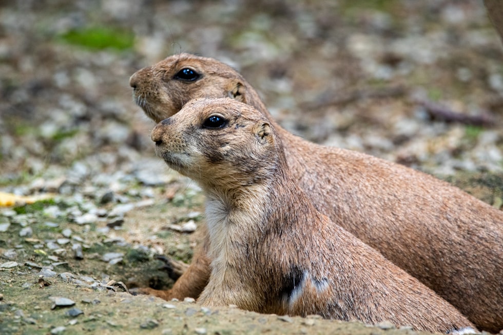 brown rodent on gray rock during daytime
