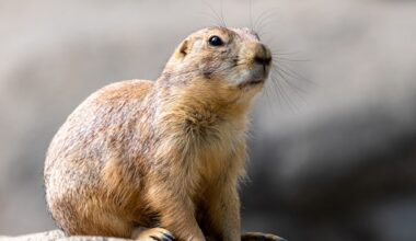 The Mischief Lubbock Prairie Dogs Could Cause With Thumbs