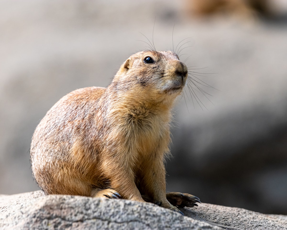 The Mischief Lubbock Prairie Dogs Could Cause With Thumbs