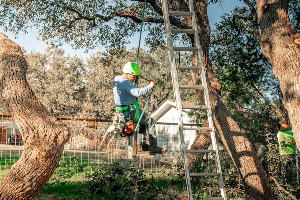 A tree arborist is working in the tree.