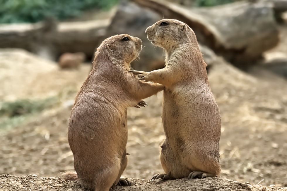 Two prairie dogs standing and touching paws