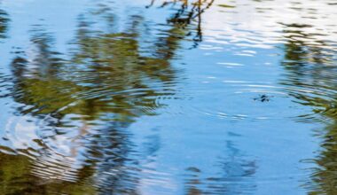 ​Two people drown after kayak overturns in east Fort Worth pond