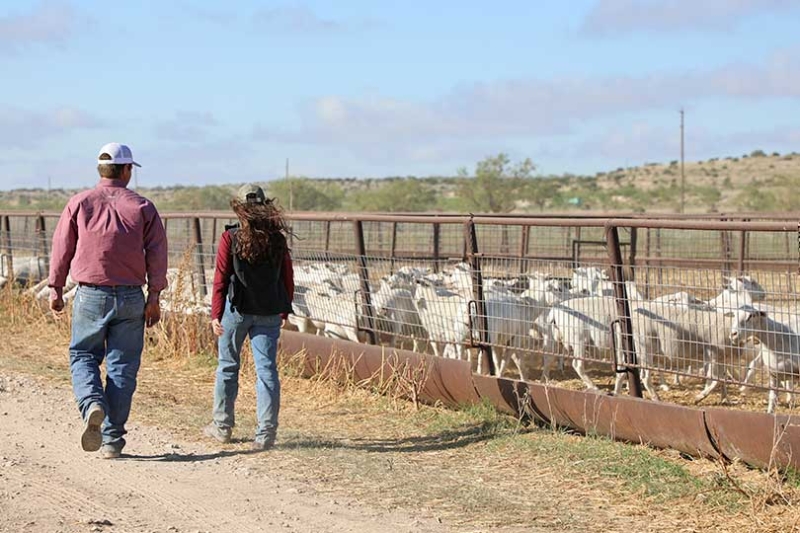Agriculture alert system available for Texans Texas farmers, ranchers and residents can now receive notifications about agricultural threats, wildlife diseases, invasive pests and quarantine actions through a new alert system.