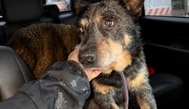 After Texas floods, volunteers race to reunite displaced pets with families
