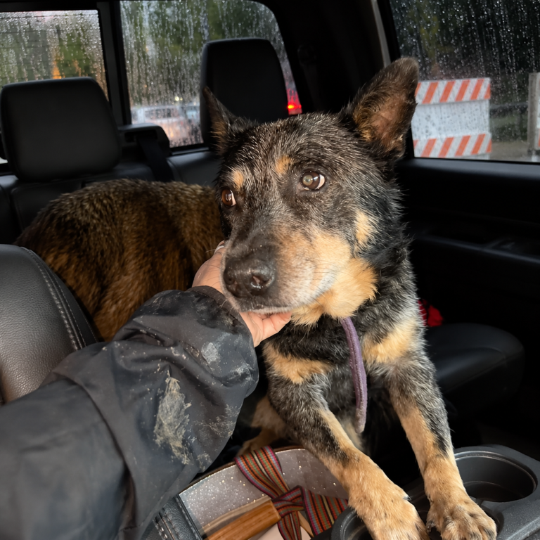 After Texas floods, volunteers race to reunite displaced pets with families