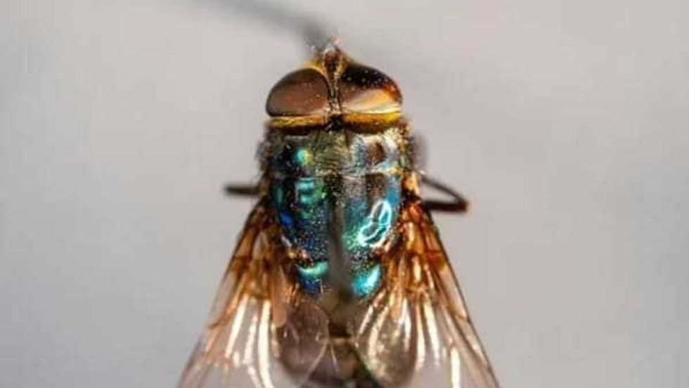 Screwworm fly close-up