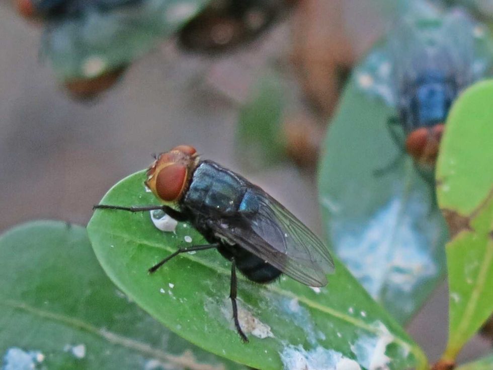 Screwworm fly