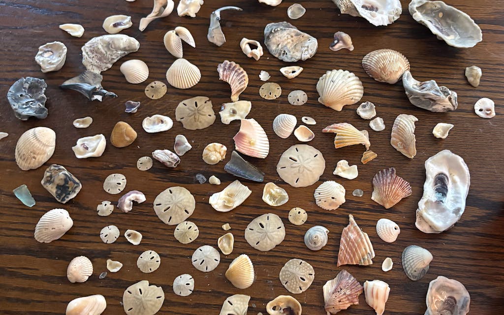Photograph of seashells