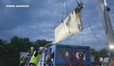 More belugas expected to arrive at U.S. and Spanish aquariums