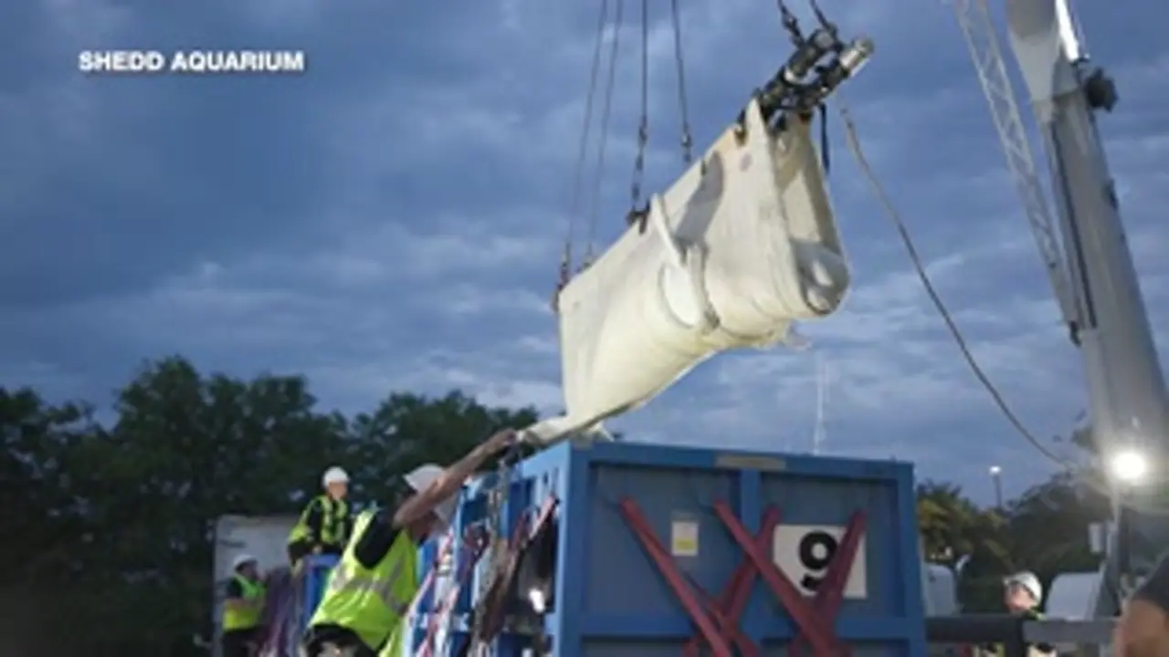 More belugas expected to arrive at U.S. and Spanish aquariums