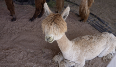 Animals, music and community: sights and sounds of the 121st El Paso County Fair