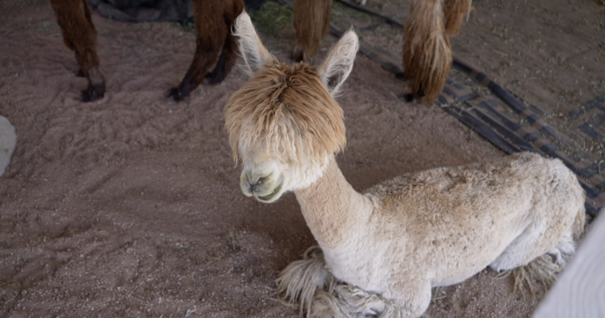 Animals, music and community: sights and sounds of the 121st El Paso County Fair