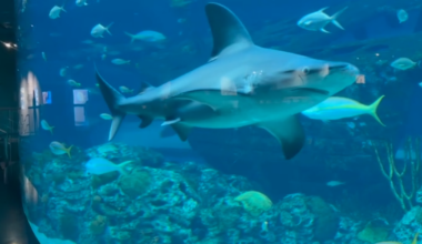 New shark nursery discovered off the Texas coast