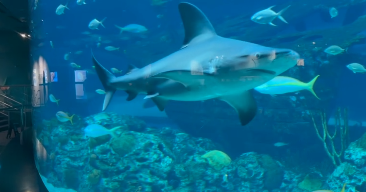 New shark nursery discovered off the Texas coast