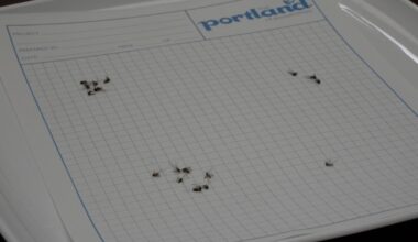 Portland mosquito tests positive for West Nile virus