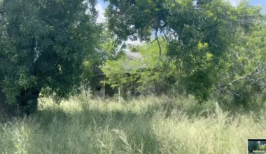 West side residents frustrated by abandoned, overgrown properties