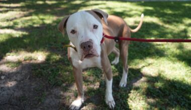 Gulf Coast Humane Society offers $70 dog adoptions in July