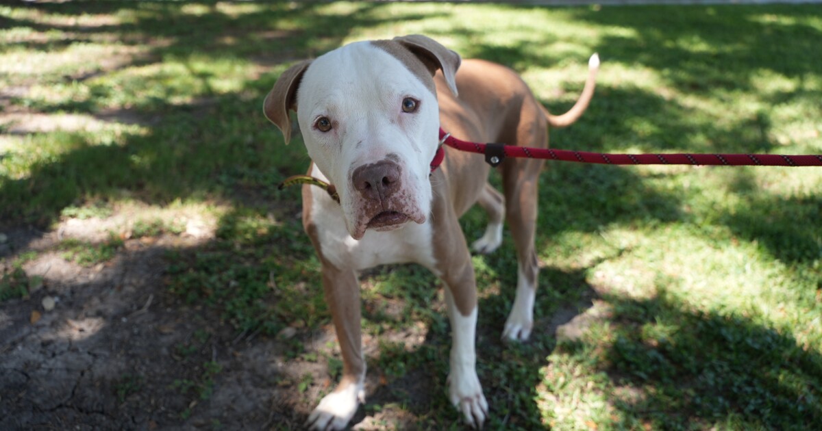 Gulf Coast Humane Society offers $70 dog adoptions in July