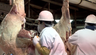 “It was burning your eyes”: Inside the STX Beef Odor Investigation