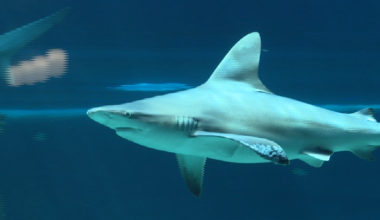 Texas State Aquarium hosts an event with a lot of bite