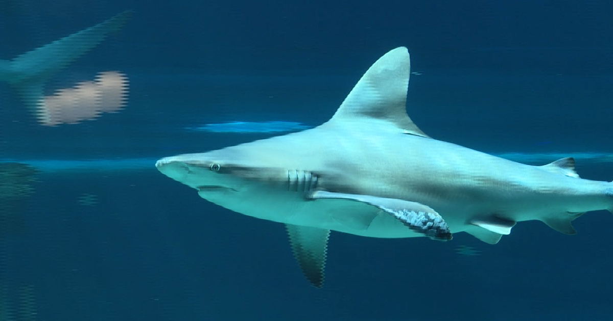 Texas State Aquarium hosts an event with a lot of bite