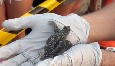Good news for endangered Kemp's Ridley sea turtle population