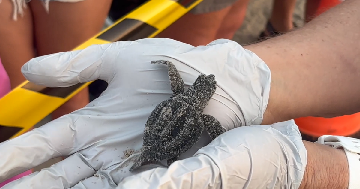 Good news for endangered Kemp's Ridley sea turtle population