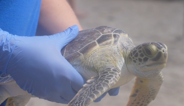 Hundreds watch rehabilitated sea turtles return to Gulf at Padre Island beach