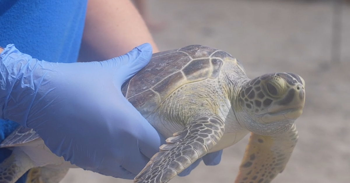 Hundreds watch rehabilitated sea turtles return to Gulf at Padre Island beach