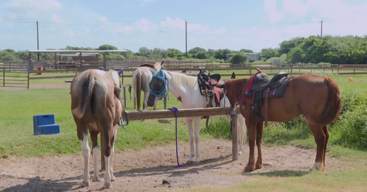 Flour Bluff hobby farm prepares as screwworm reaches South Texas