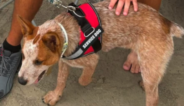 Family visiting Port Aransas searching for missing service dog