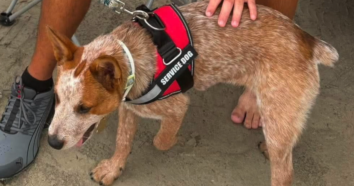 Family visiting Port Aransas searching for missing service dog