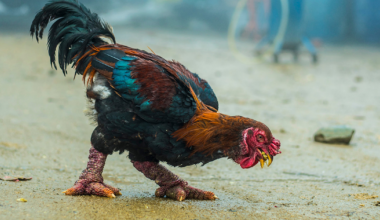 Aransas Pass woman gets 2 years for smuggling rare Vietnamese chickens