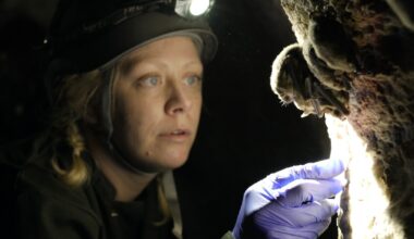Film documenting fight against a bat-killing plague flies into Austin