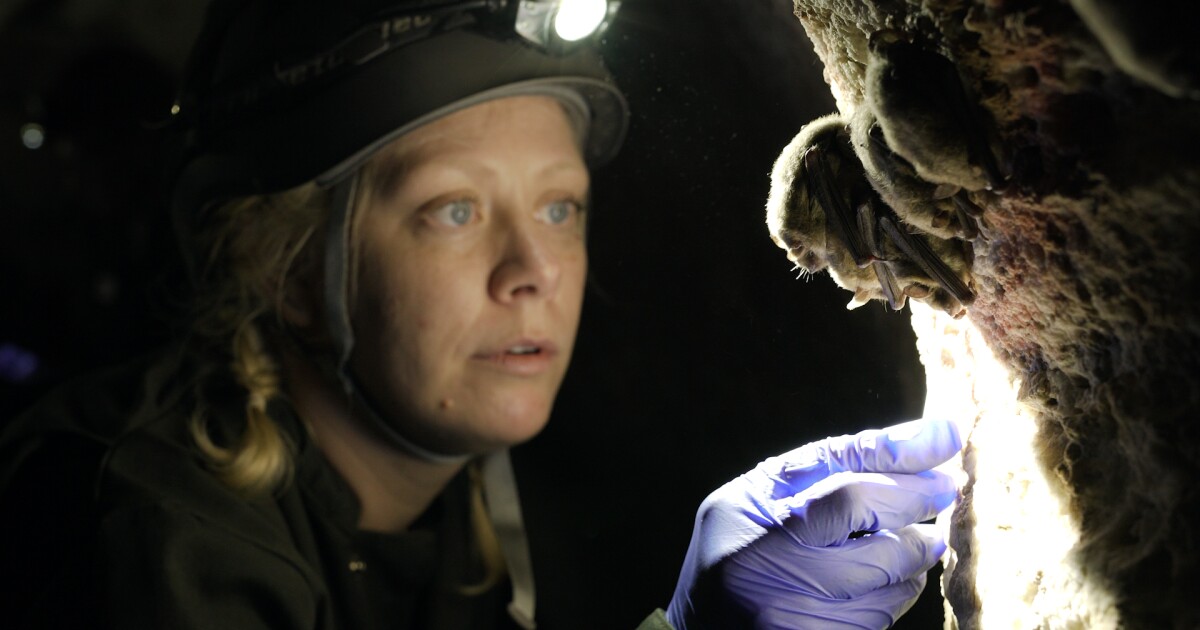 Film documenting fight against a bat-killing plague flies into Austin