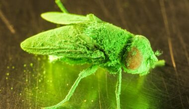 31 confirmed New World screwworm infestations: Texas tracker and what you need to know