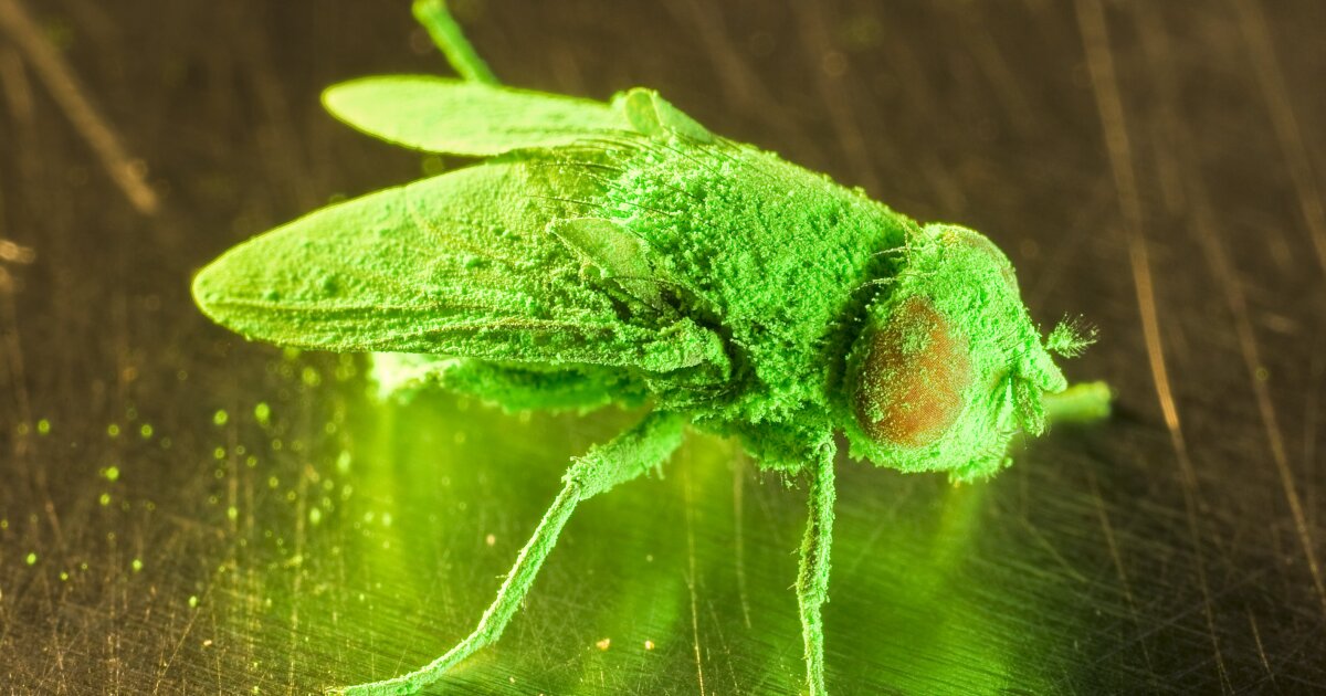 31 confirmed New World screwworm infestations: Texas tracker and what you need to know