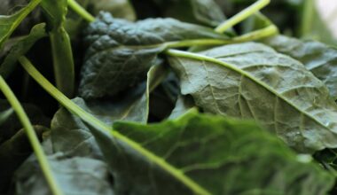 Austin's cyclospora cases remain in normal range